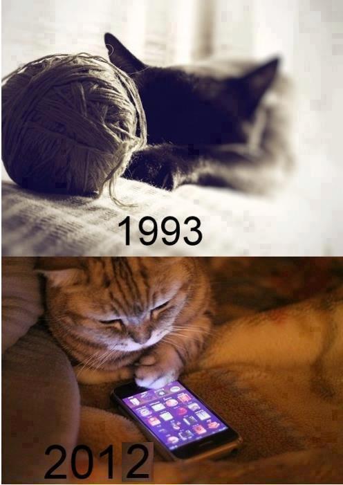 gatos