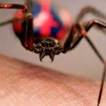 Homem-Aranha | Crianças foram picadas por aranha na esperança de ganharem poderes