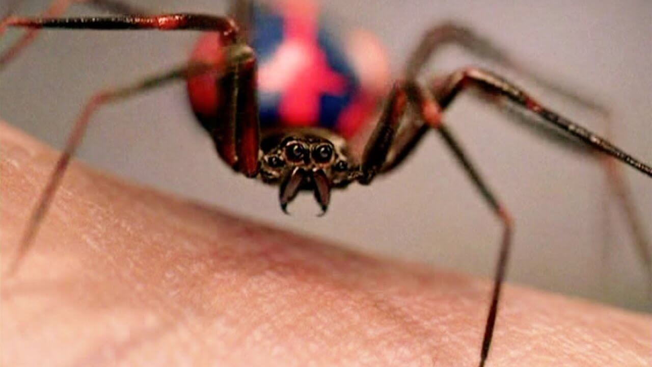 Homem-Aranha | Crianças foram picadas por aranha na esperança de ganharem poderes